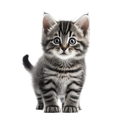 Fototapeta premium Funny gray kitten with beautiful big eyes posing on a white background. Lovely fluffy cat. Free space for text. Generative AI