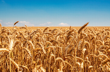 Wheat field and blue sky with clouds © nata777_7