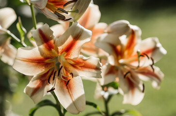 Beautiful bright, yellow, garden lily on a sunny day.