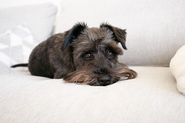 Cute dog Miniature schnauzer laying on sofa in living room in front of window