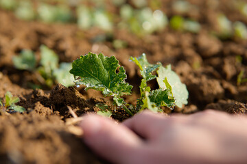 woman hands touching a plant in the ground. Vegetation growth. Earth day. Selective focus