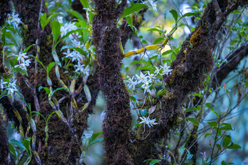 Beautiful white Coelogyne Nitida Orchid flowers epiphytic orchid the habitat perched on the tree at Doi Inthanon National Park. Live on the top of a high mountain in Chiang Mai, Thailand.