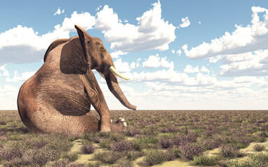 Sitzender Elefant in der Savanne - 569874904