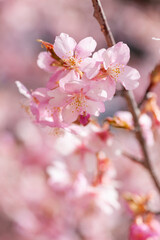 春の河津桜