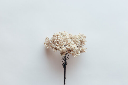 Dried flower natural Ozothamnus White, rosmarinifolius flower on white background