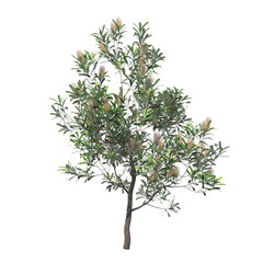 Banksia serrata old man banksia saw banksia saw-tooth banksia red honeysuckle wiriyagan isolated 3d render, tall tree, light for daylight, easy to use