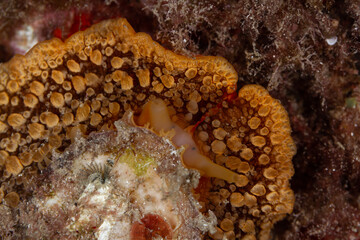Nudibranquio con todo su colorido entre el arrecife de roca del mar mediterráneo