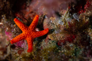 Echinaster sepositus, detalle de una estrella de mar en el arrecife del mediterráneo.