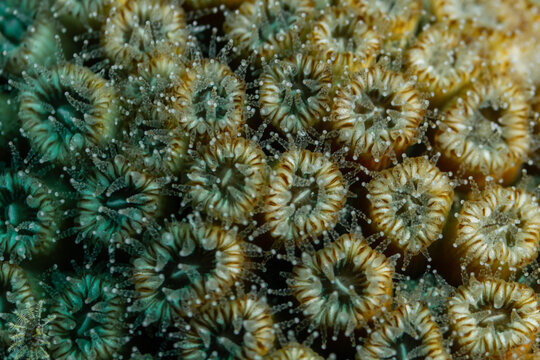 Cladocora caespitosa - Col&oacute;nia de cnidarios