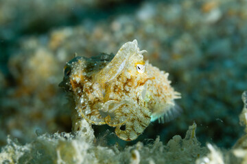 Sepia intentando cazar en el fondo marino del mediterráneo