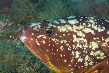 Epinephelus Marginatus, fantástico mero del mediterráneo fotografiado en un parque natural. © Oscar