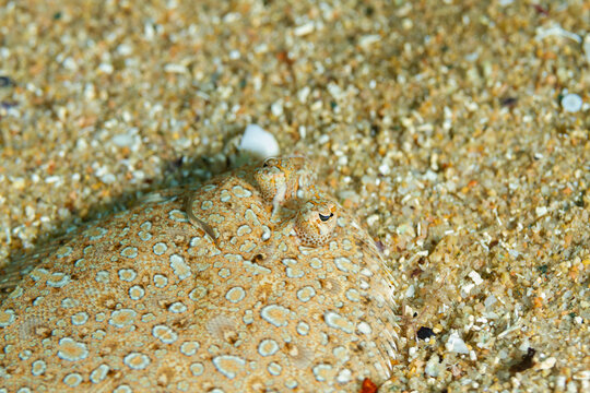 Bothus podas podas - Lenguado en la arena