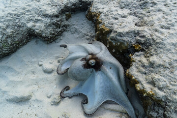 Seascape with Octopus in the coral reef of the Caribbean Sea