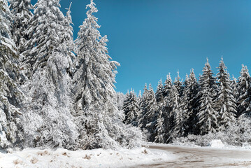Beautiful Winter Landscape with Pine Trees Covered with Snow . Vitosha Mountain ,Bulgaria 