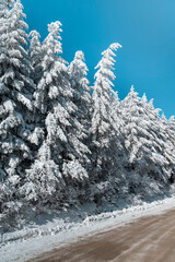 Beautiful Winter Landscape with Pine Trees Covered with Snow . Vitosha Mountain ,Bulgaria 