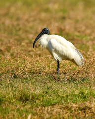 Threskiornis melanocephalus or Black headed ibis or black necked ibis side profile at wetland of keoladeo national park or bharatpur bird sanctuary rajasthan india asia