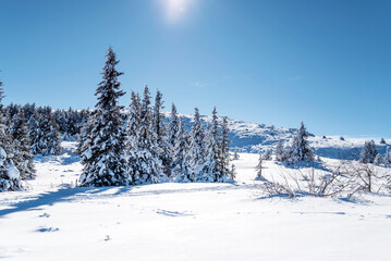 Beautiful Winter Landscape with Pine Trees Covered with Snow . Vitosha Mountain ,Bulgaria 