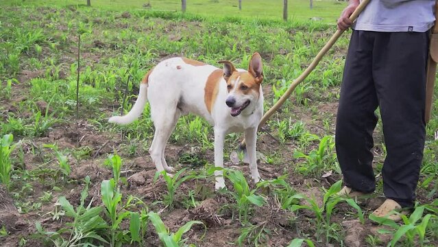 A dog can be useful on a farm. With their keen senses, herding instincts, and ability to protect and control livestock, dogs can perform a variety of tasks.