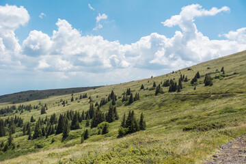 Summer Mountain Landscape with Pine Trees . Vitosha Mountain ,Bulgaria	