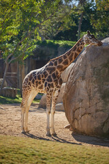 A giraffe stands by rocks and trees