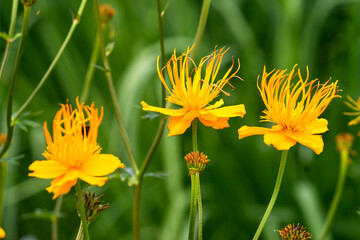 Beautiful orange flowers of Trollius in the garden in the flower bed.