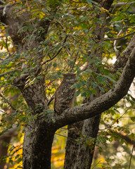 Brown fish owl or Bubo zeylonensis or Ketupa zeylonensis with eye contact perched on teak tree in safari at panna national park tiger reserve madhya pradesh india asia