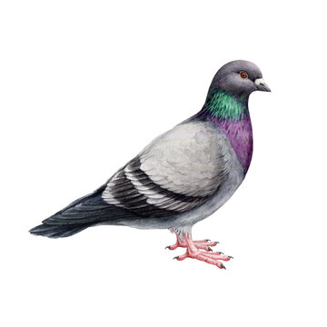 Common pigeon illustration. Hand drawn Columba livia avian. Rock dove realistic detailed image. Town, city, village, urban inhabitant bird. Common pigeon hand drawn illustration.