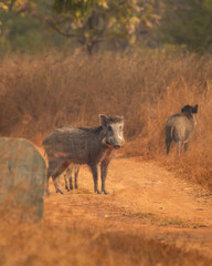 Indian boar or Andamanese or Moupin pig or wild boar Sus scrofa cristatus a dangerous animal on forest track or road at panna national park forest tiger reserve madhya pradesh india asia