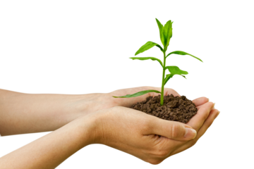 Agriculture. Growth of plant in a hands. png transparent