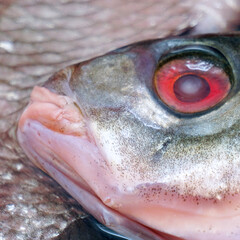 Freshwater fish head bream close-up. Soft focus