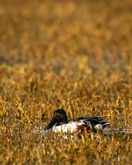Northern shoveler or shoveller or Anas clypeata or Spatula clypeata closeup floating in wetland of keoladeo national park or bharatpur bird sanctuary rajasthan india asia