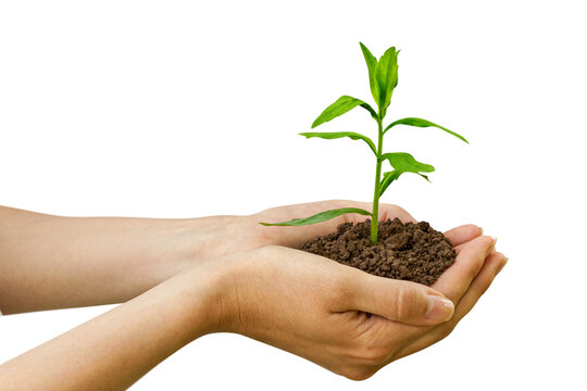 Agriculture. Growth of plant in a hands. png transparent