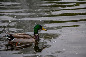 A duck swimming in a lake at Hyde Park in London, England
