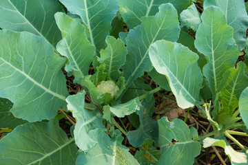 A cauliflower starting to grow within its protective leaves