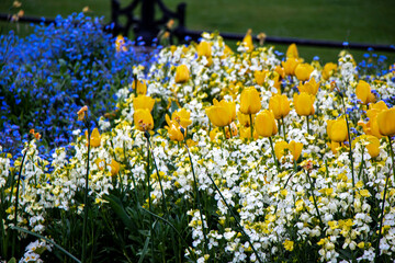 Garden with bright yellow tulips at Hyde Park in London, England