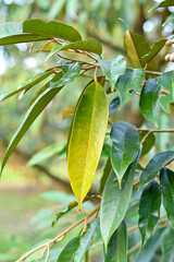 	
Yellow and green leaf durian in the garden
