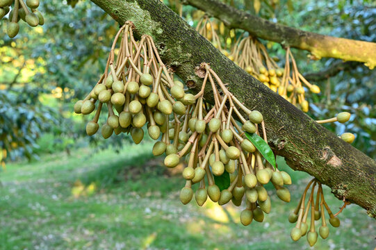 Group bud durian flowers blooming on the branches on tree in the garden, durian fruit grown from small to large, the best product quality in Thailand for export, king of fruit in Thai