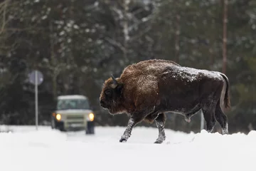 Fotobehang European bison (Bison bonasus) crossing a road. Wisent creating a road hazard. Big danger animal crossing a road in the winter on the snow © Grzegorz
