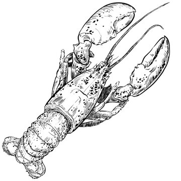 Ilustraci&radic;&ge;n tinta, realista de estilo vintage de marisco, pescados, carnes, hamburguesas y otros alimentos para cartas de restaurantes y publicidad en restauraci&radic;&ge;n en png transparente.