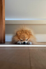 Cute fluffy pomeranian dog sleeping with his paws next to his nose on a soft blanket on the floor. Resting happy animal having a nap. Purebred puppy.
