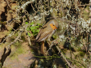Robin in a hill and on a branch