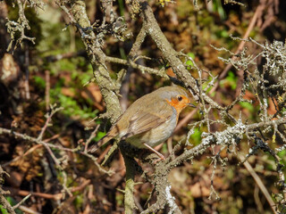 Robin in a hill and on a branch