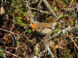 Robin in a hill and on a branch