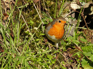 Fototapeta premium Robin in a hill and on a branch