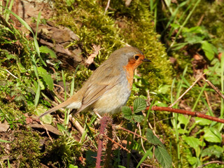 Robin in a hill and on a branch