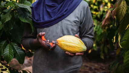 The hands of a cocoa farmer use pruning shears to cut the cocoa pods or fruit ripe yellow cacao...