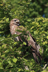 A portrait of a Common Buzzard perched in a tree calling out loud

