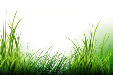 Obraz premium green grass isolated on white background