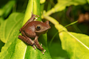 Madagascan Treefrog, Boophis madagascariensis,, endemic species of frog in the family Mantellidae. Andasibe-Mantadia National Park, Madagascar wildlife animal