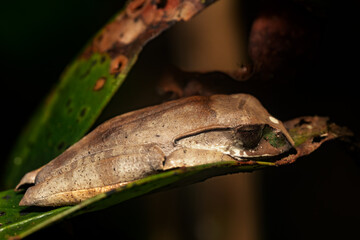 Naklejka premium Madagascan Treefrog, Boophis madagascariensis,, endemic species of frog in the family Mantellidae. Andasibe-Mantadia National Park, Madagascar wildlife animal